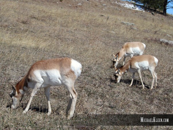 custer_state_park03