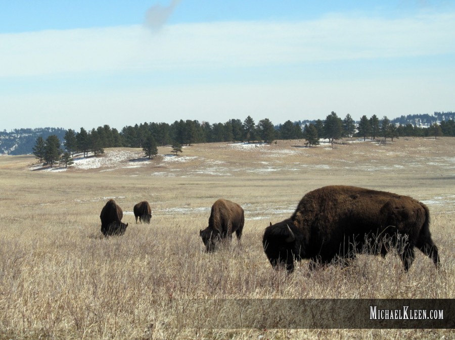 custer_state_park04