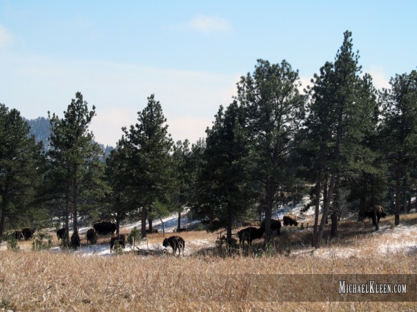 custer_state_park05