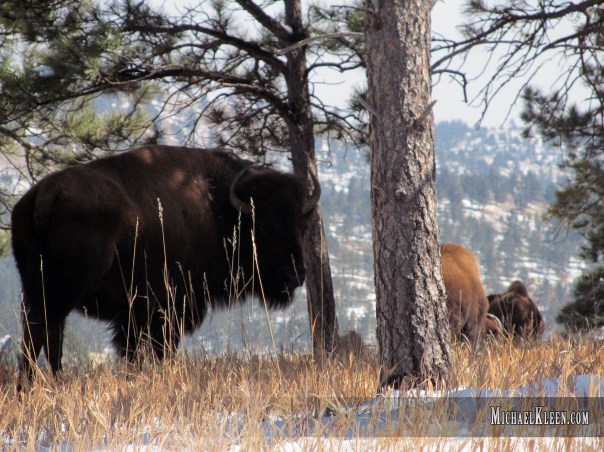 custer_state_park06