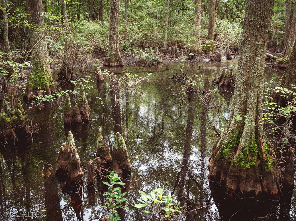 Photo by Michael Kleen