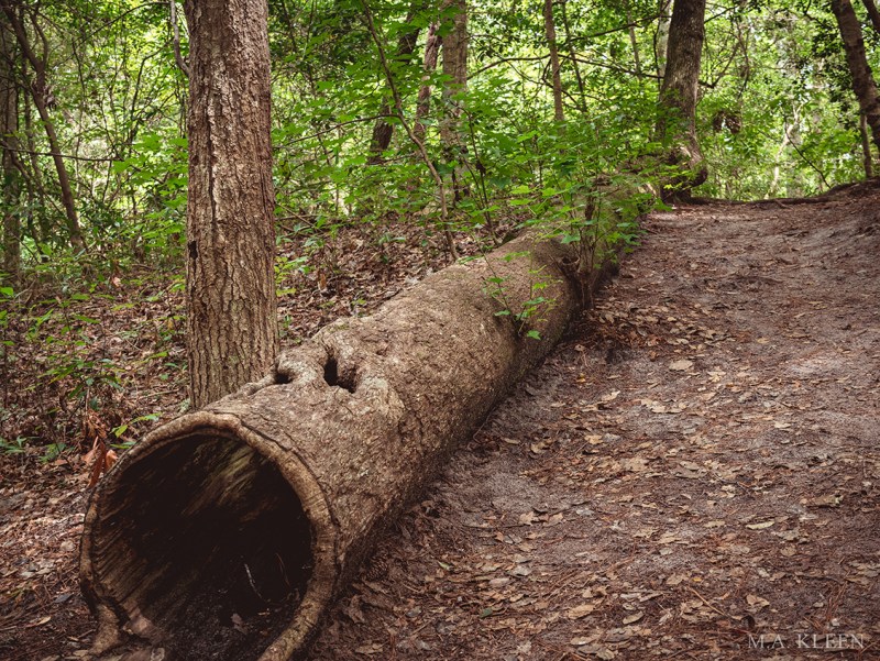 Photo by Michael Kleen