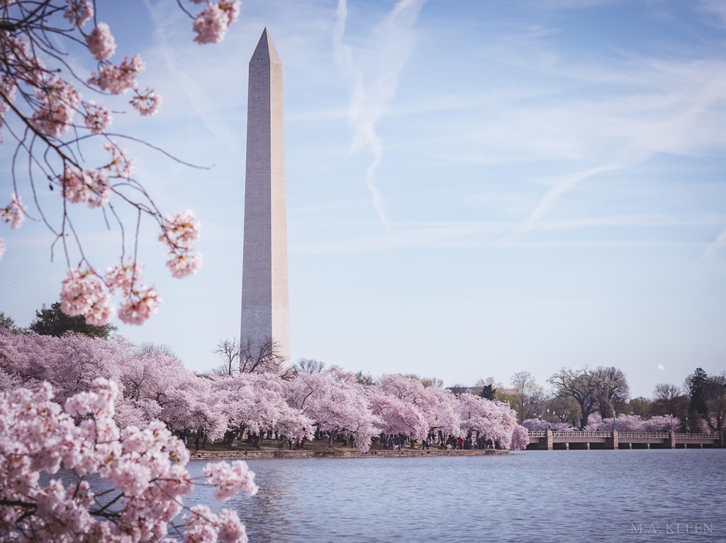 D.C. Cherry Blossoms&nbsp;2020